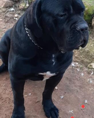 Disponibile stupendo cucciolo cane corso