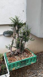 Pre Bonsai di taxus baccata (tasso) yamadori