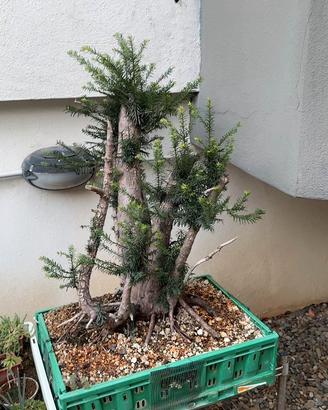 Pre Bonsai di taxus baccata (tasso) yamadori