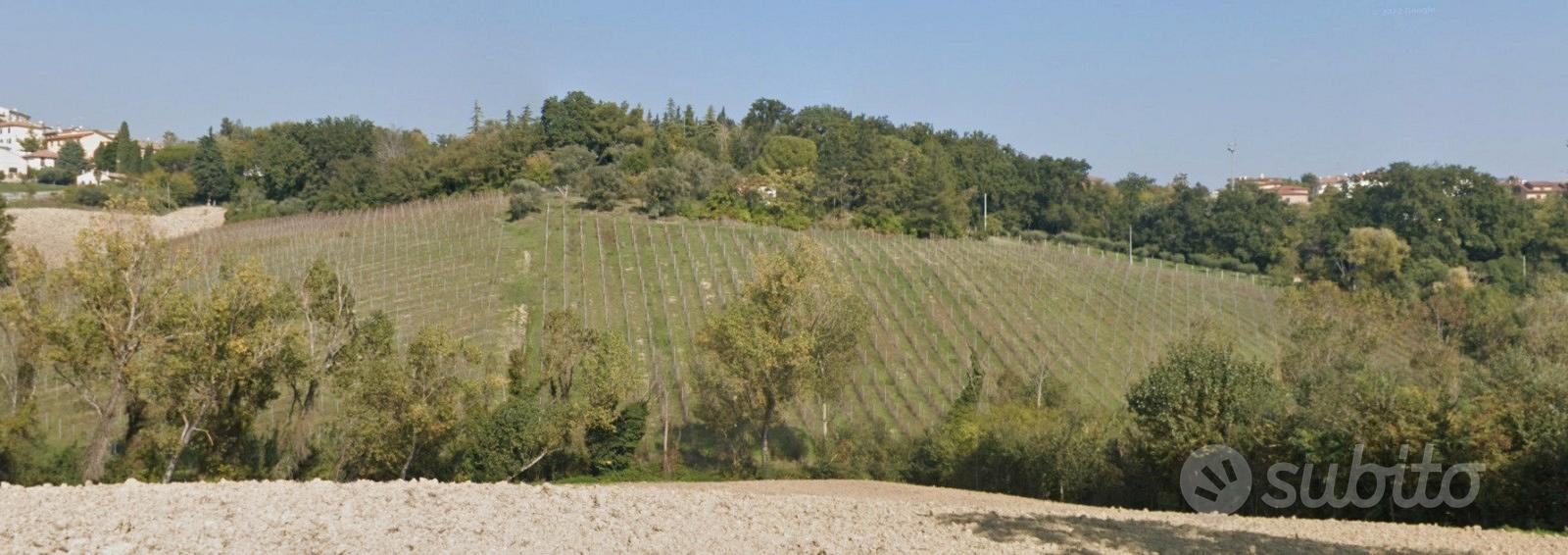 Vigneto/vigna di verdicchio - 3 ettari - Vista 2
