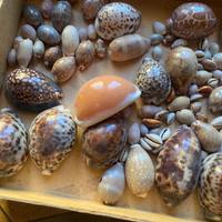 Collezione conchiglie cipree e altre