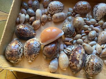 Collezione conchiglie cipree e altre