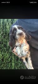 Springer spainel