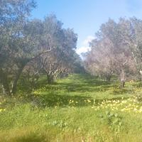 Terreno piantumato e recintato buona posizione