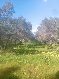 Terreno piantumato e recintato buona posizione