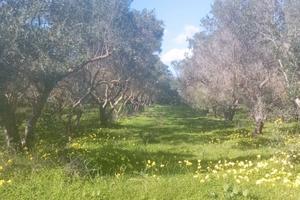 Terreno piantumato e recintato buona posizione