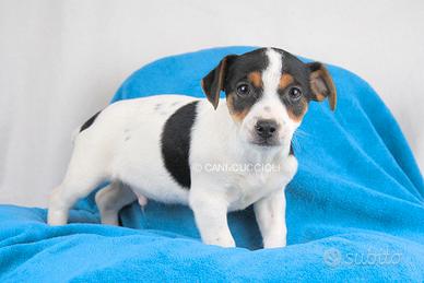 Cucciolo di Jack Russell Disponibile