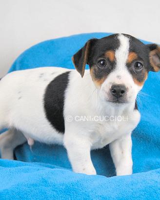 Cucciolo di Jack Russell Disponibile