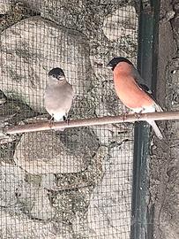 Ciuffolotti nostrani