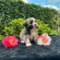 Barboncino Maltipoo Lhasa Apso - Tre Quarti di Lun