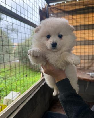 Spitz tedesca