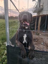 Cane corso