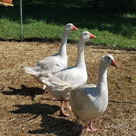 Oche bianche romagnole