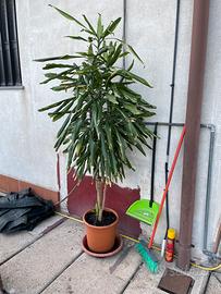 Dracaena fragrans, 150cm fuori vaso