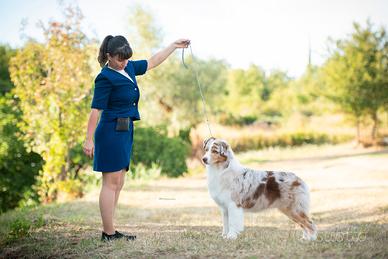 Pastore australiano Australian Shepherd per monte