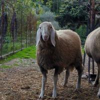 Agnello Bergamasco