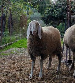 Agnello Bergamasco