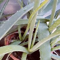 aloe in vaso varie misure