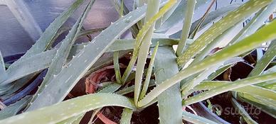 aloe in vaso varie misure