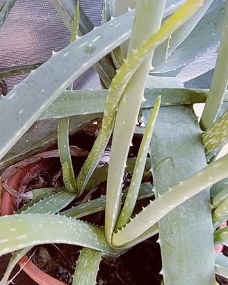 aloe in vaso varie misure
