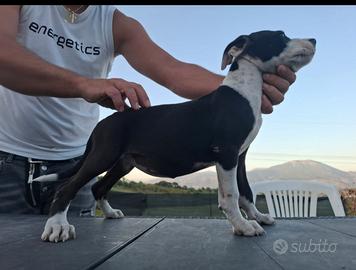 Pitbul