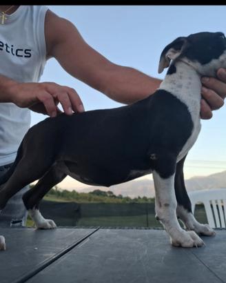 Pitbul