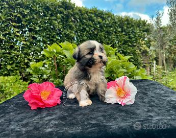 Barboncino Maltipoo Lhasa Apso – TreQuartidiLuna
