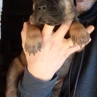 Cuccioli Cane Corso XXL