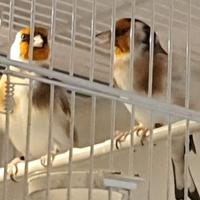 Coppie Cardellini MAYOR ancestrali