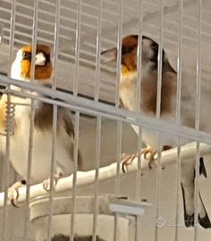 Coppie Cardellini MAYOR ancestrali