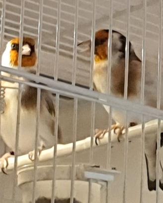 Coppie Cardellini MAYOR ancestrali