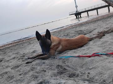 Pastore belga malinois