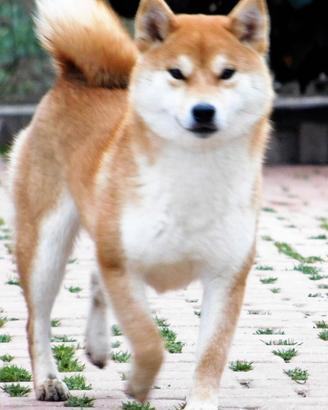 Meravigliosa Shiba