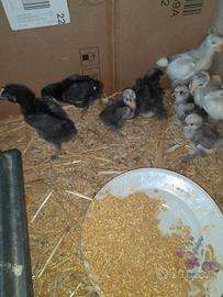 Galletti e galline
