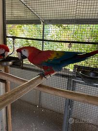 Ara macao ed altri pappagalli