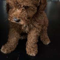 Barboncino mini toy e nano