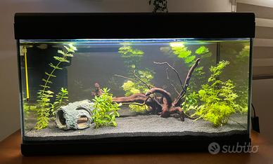 Piante acquario