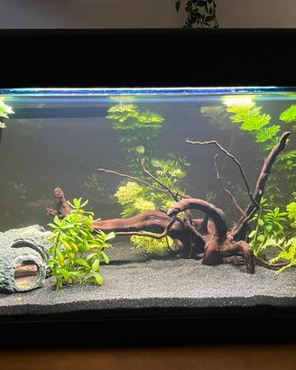 Piante acquario