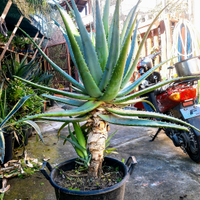 Pianta madre 18 anni aloe arborescens biologic