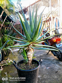 Pianta madre 18 anni aloe arborescens biologic