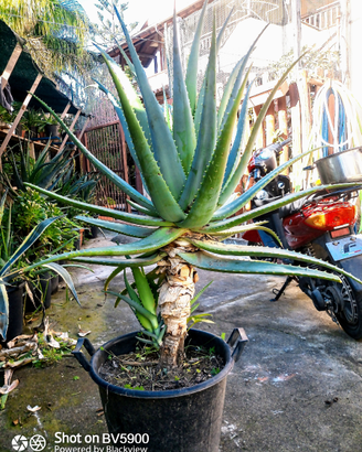 Pianta madre 18 anni aloe arborescens biologic
