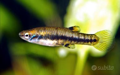 Heterandria Formosa " Micro Fish "