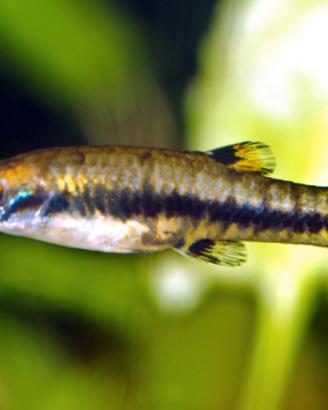 Heterandria Formosa " Micro Fish "