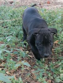 American Pitbull terrier