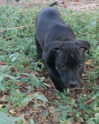 American Pitbull terrier