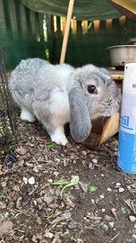 Coniglio ariete grigio