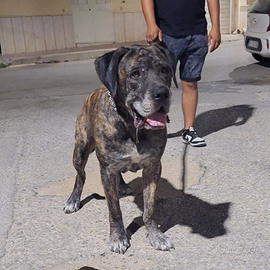 Cane Corso