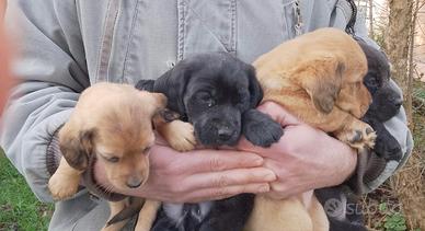 Cuccioli meticci taglia piccola