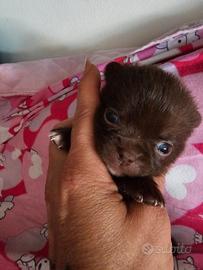 Chihuahua