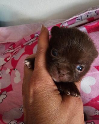 Chihuahua